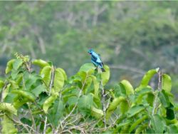 Spangled Cotinga